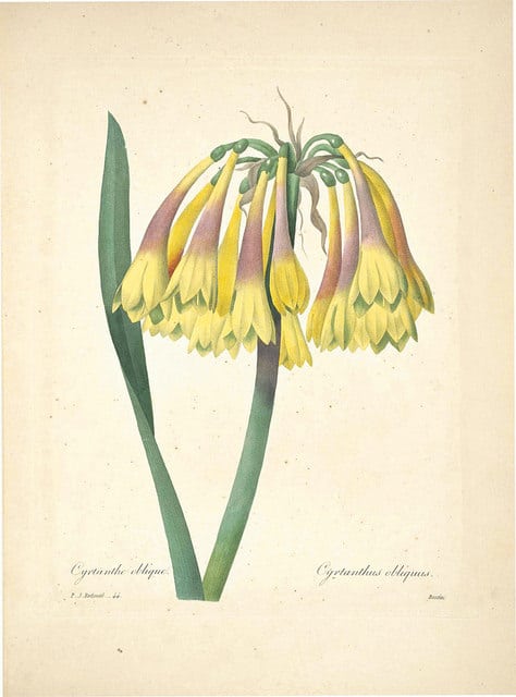 Cyrtanthus obliquus