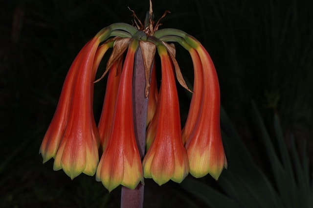 Cyrtanthus obliquus (Cyrtanthus obliquus)