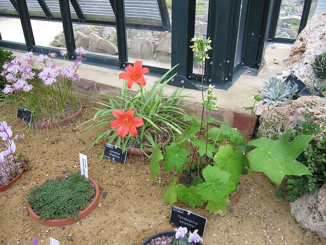 Cyrtanthus sanguineus (Cyrtanthus sanguineus)