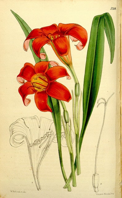 Cyrtanthus sanguineus
