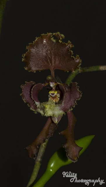 Cyrtochilum serratum