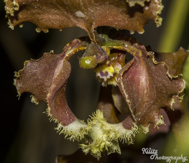 Cyrtochilum serratum (Cyrtochilum serratum)