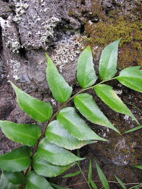 Aspidie