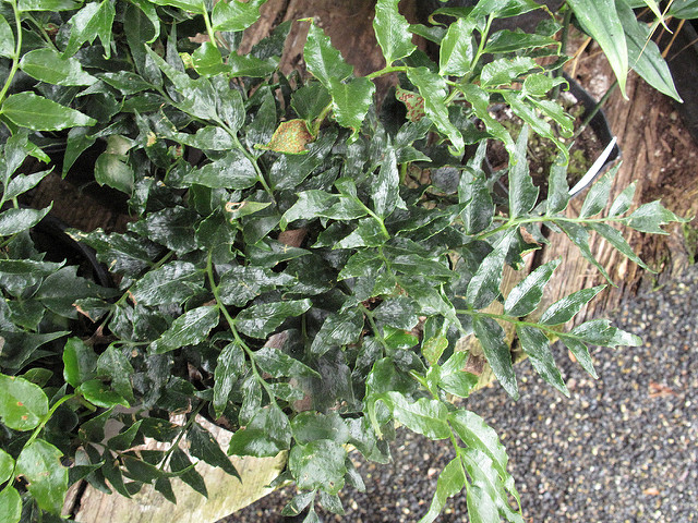 Aspidie (Cyrtomium falcatum)