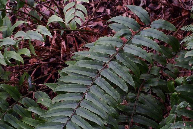 Aspidie (en faux) de fortune (Cyrtomium fortunei)
