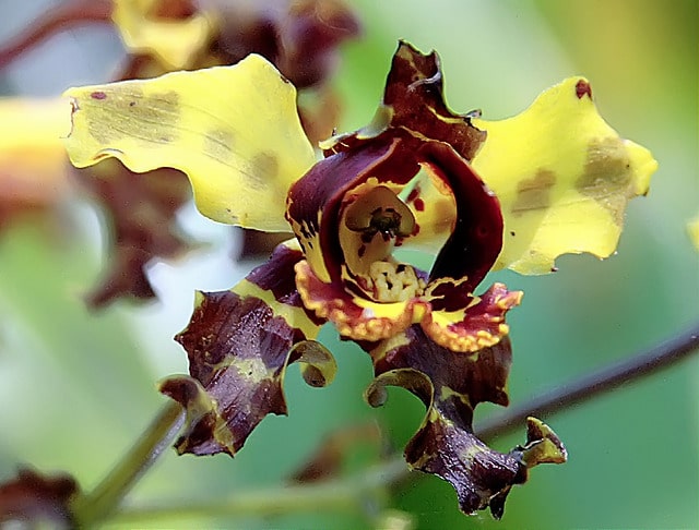 Cyrtopodium punctatum