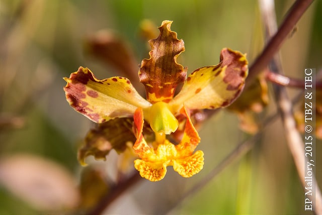 Cyrtopodium punctatum