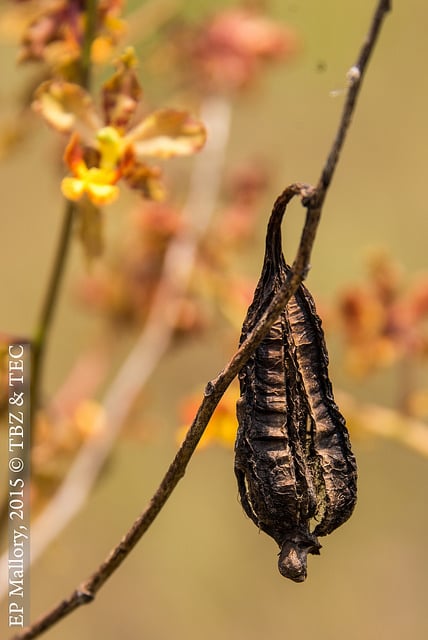 Cyrtopodium punctatum