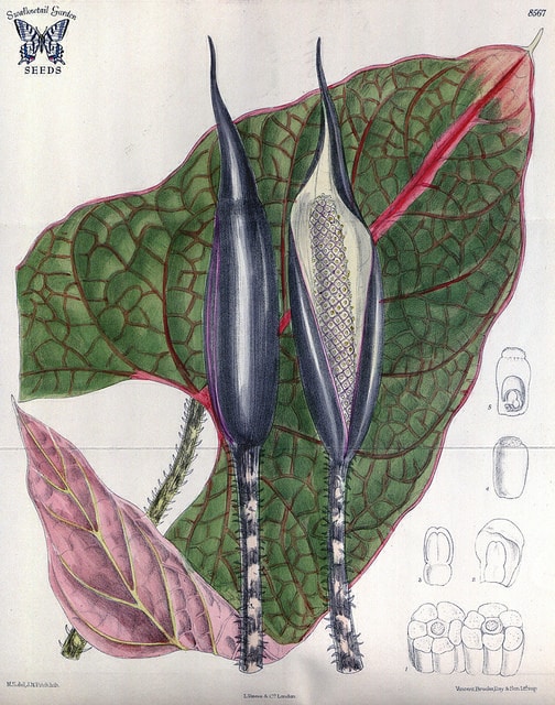Cyrtosperma johnstonii (Cyrtosperma johnstonii)