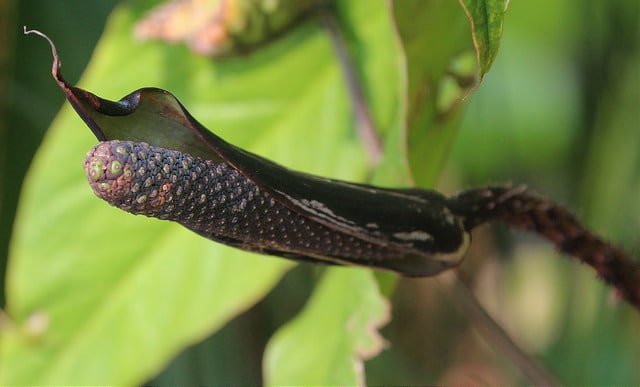 Cyrtosperma johnstonii