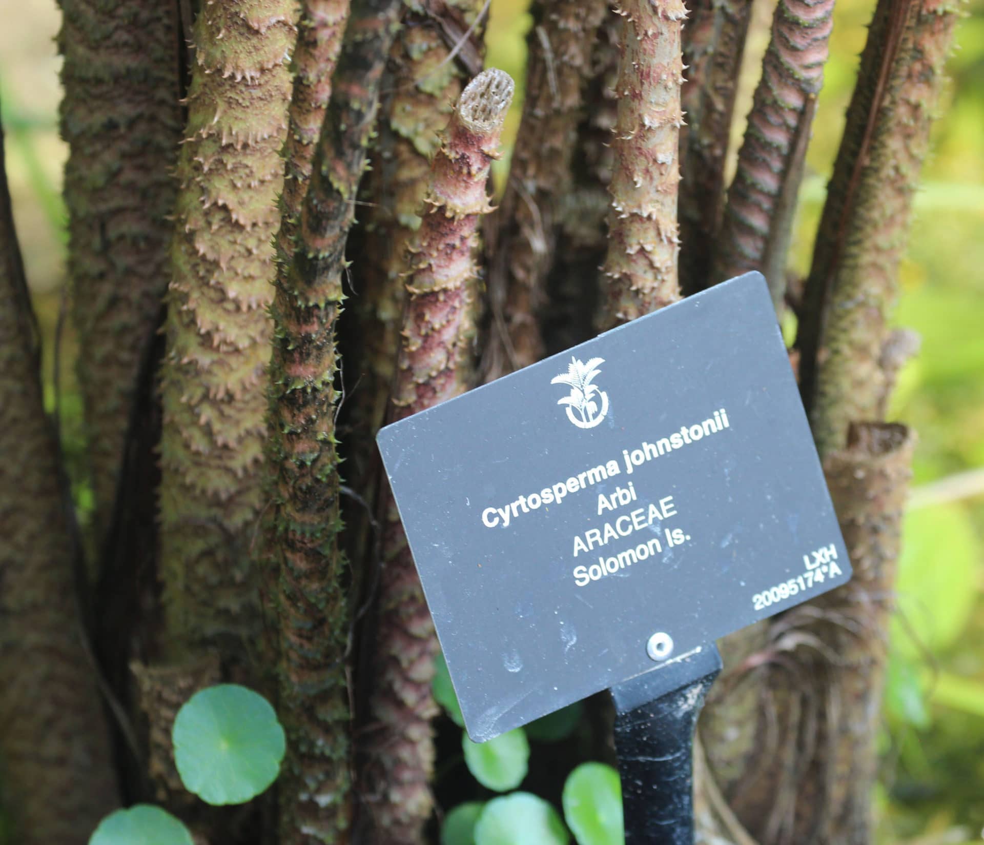 Cyrtosperma johnstonii