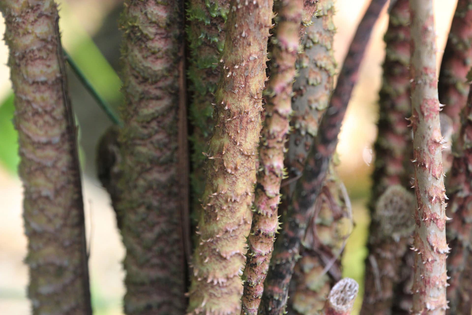Cyrtosperma johnstonii