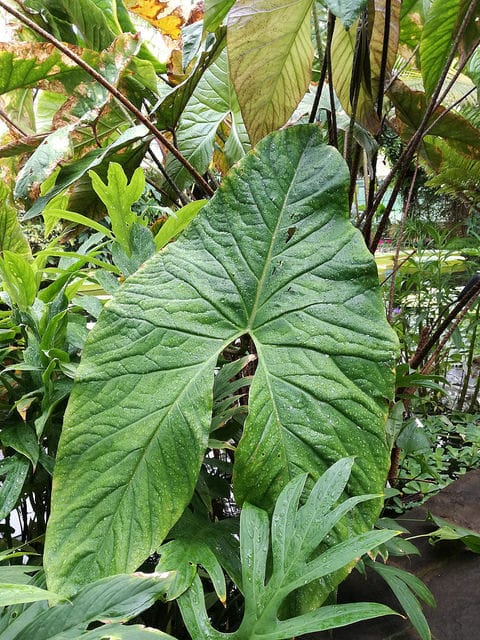 Cyrtosperma johnstonii