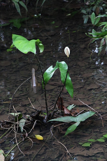 Taro géant des marais