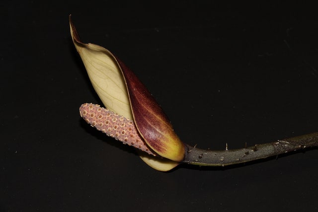 Taro géant des marais
