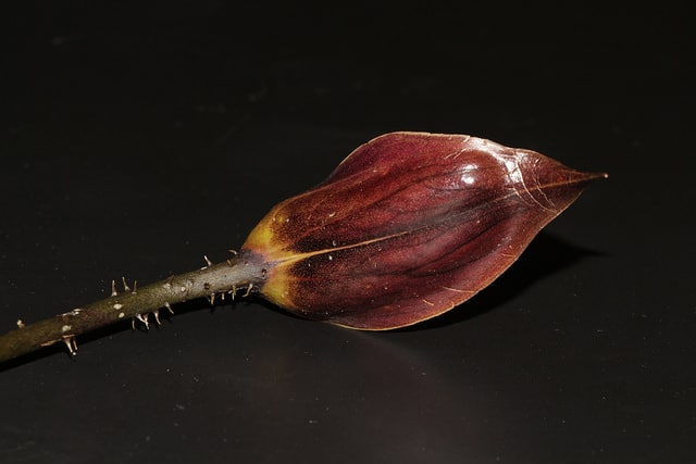 Taro géant des marais