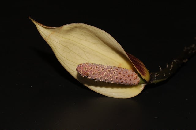 Taro géant des marais