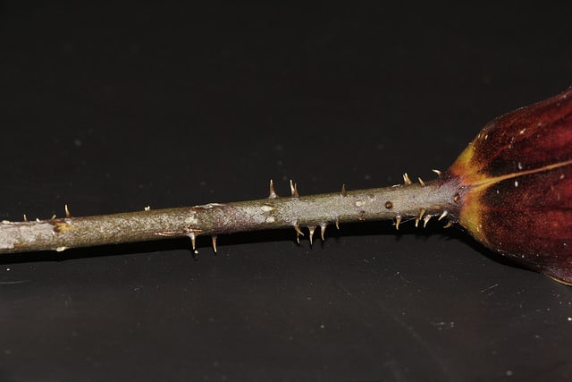 Taro géant des marais (Cyrtosperma merkusii)