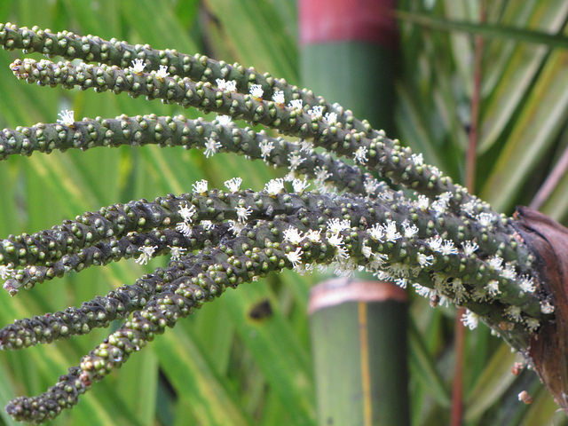 Palmier à tronc rouge (Cyrtostachys renda)