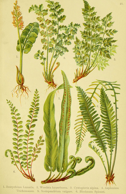 Cystoptéris des alpes (Cystopteris alpina)