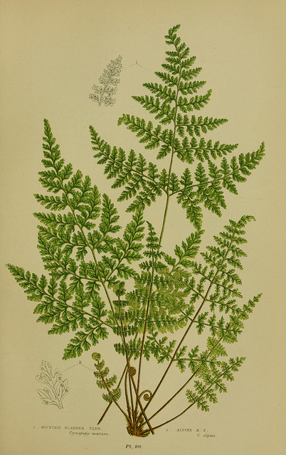 Cystoptéris des alpes