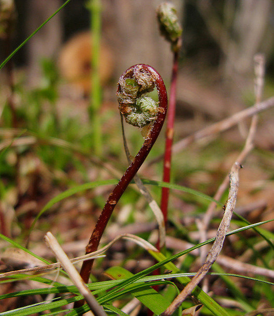 Cystopteris bulbifera