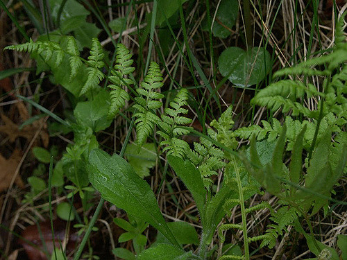 Cystopteris bulbifera