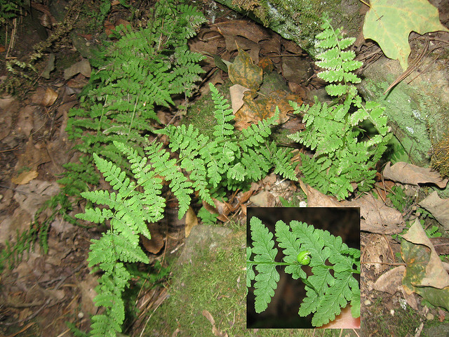 Cystopteris bulbifera (Cystopteris bulbifera)