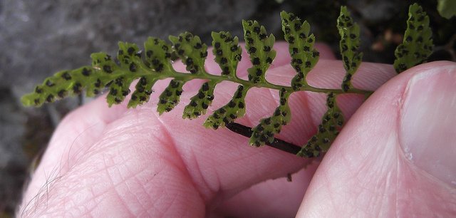 Capillaire blanc (Cystopteris fragilis)