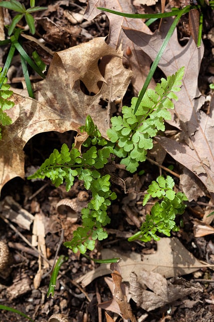 Cystopteris protrusa