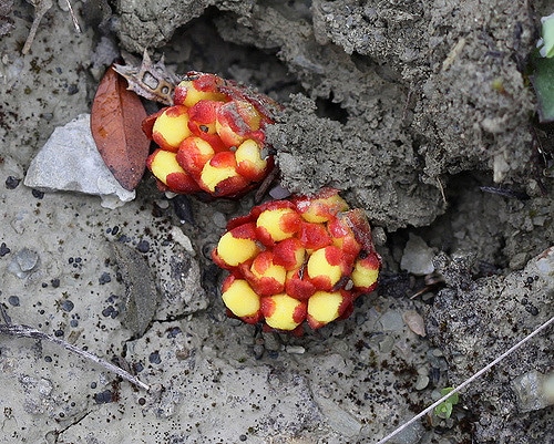 Cytinelle