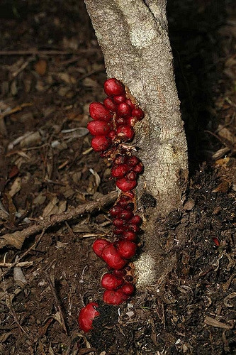 Cytinelle