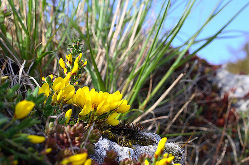 Cytise pédonculé (Cytisus decumbens)
