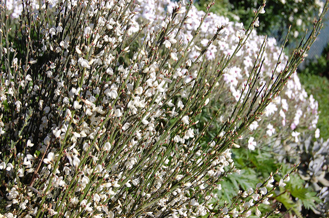 Cytise à fleurs blanches (Cytisus multiflorus)