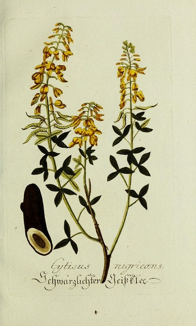 Cytise noircissant
