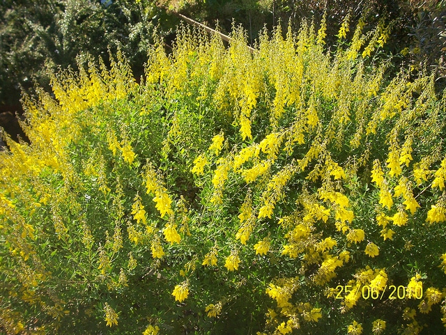 Cytise noircissant