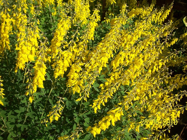 Cytise noircissant (Cytisus nigricans)