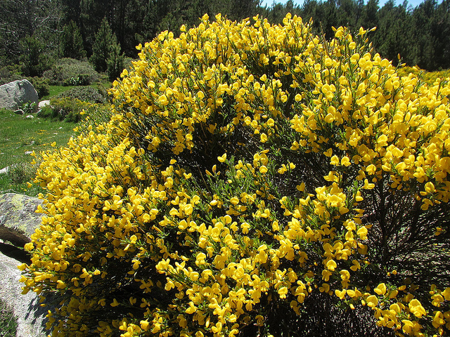 Genêt purgatif (Cytisus purgans)