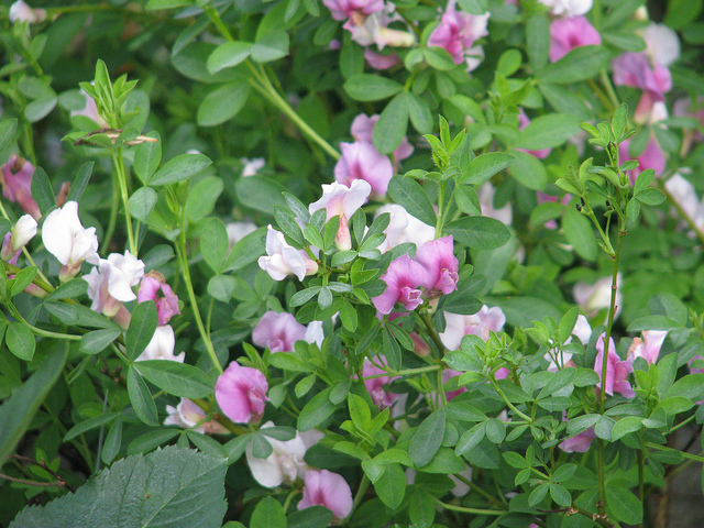 Petit cytise pourpre