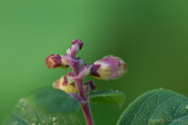 Petit cytise pourpre (Cytisus purpureus)