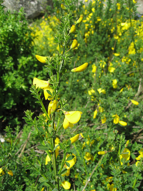 Cytise à balais