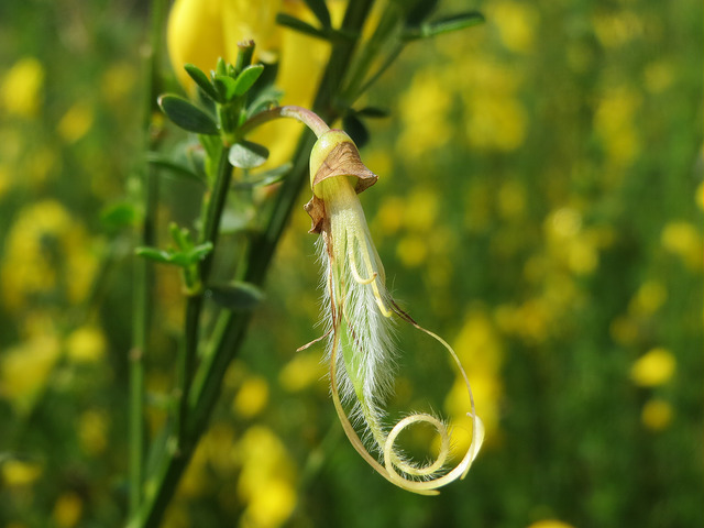 Cytise à balais (Cytisus scoparius)