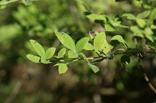 Cytise velu