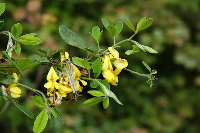 Cytise velu