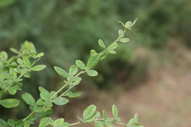 Cytise velu (Cytisus villosus)
