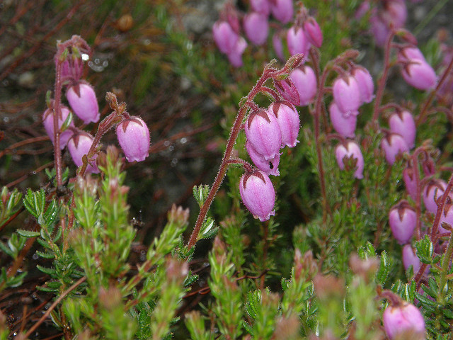 Bruyère de saint-daboec
