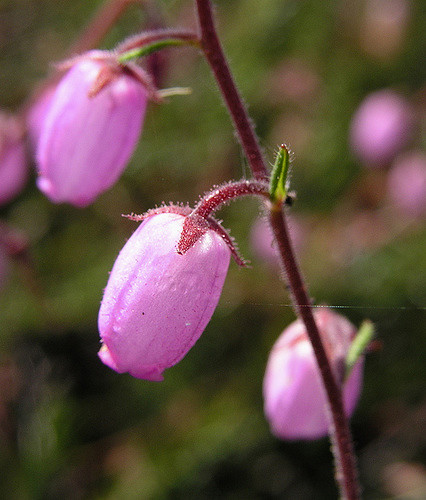 Bruyère de saint-daboec