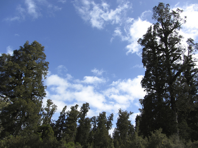 Dacrycarpus dacrydioides