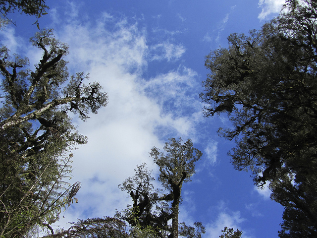 Dacrycarpus dacrydioides
