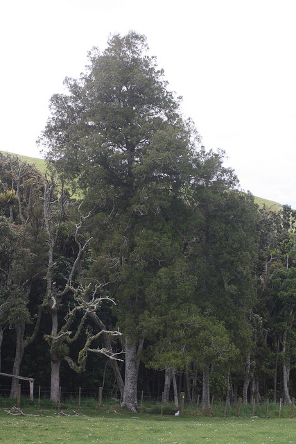 Dacrycarpus dacrydioides